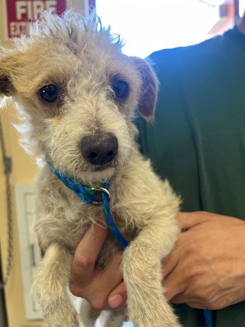 CORI - Terrier available for adoption