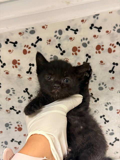 JOLENE - Domestic Short Hair available for adoption