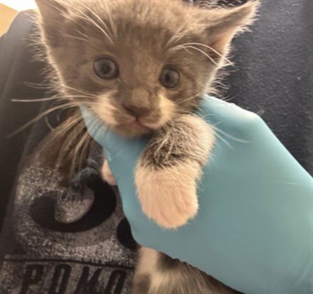 ROBERT - Domestic Short Hair available for adoption