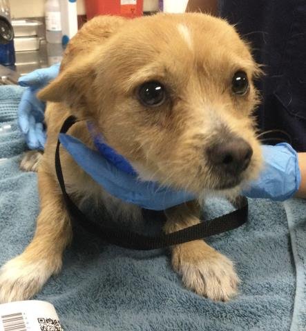 CRUNCH - Chihuahua available for adoption