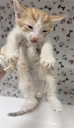 A1933677 - Domestic Short Hair available for adoption