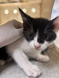 MINI MOO - Photo 1