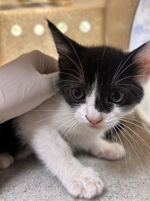 MINI MOO - Domestic Short Hair available for adoption