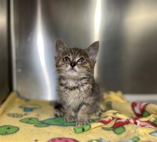 PEANUT - Domestic Short Hair available for adoption
