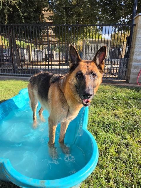 JENNI - German Shepherd Dog available for adoption