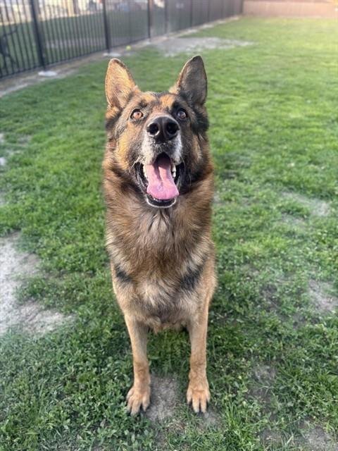 OTIS - German Shepherd Dog available for adoption