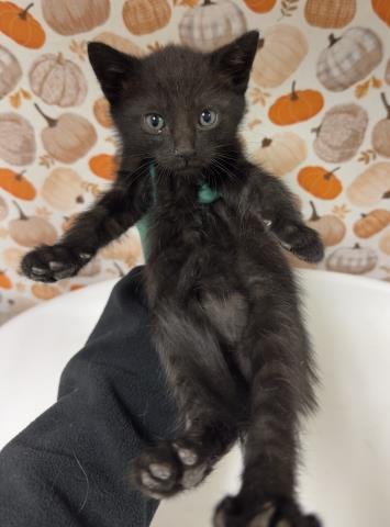 GOUDA - Domestic Short Hair available for adoption
