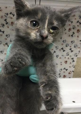 MOON - Domestic Short Hair available for adoption