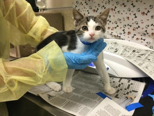 NOODLE - Domestic Short Hair available for adoption