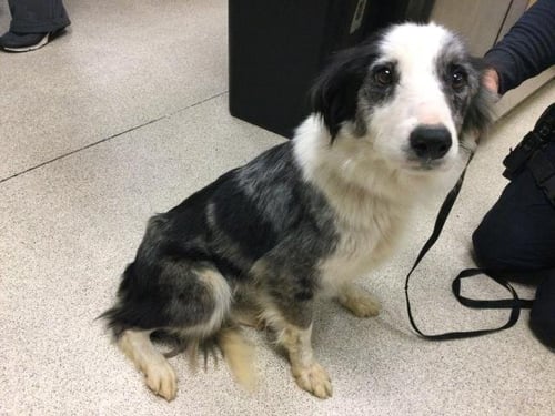 LIBBY - Border Collie available for adoption