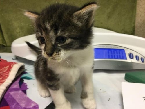 CAKE - Domestic Short Hair available for adoption