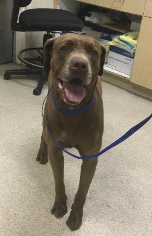 FERRERO - American Pit Bull Terrier available for adoption