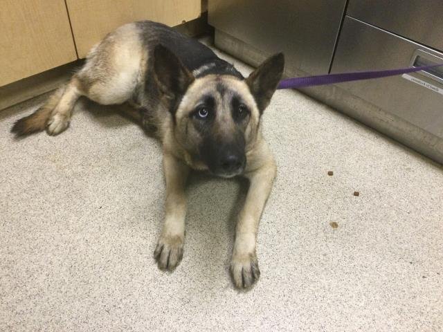 LAMBO - German Shepherd Dog available for adoption