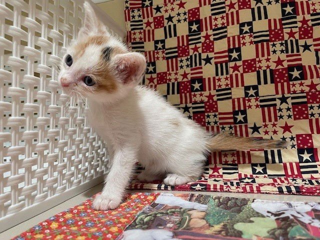 FALL - Domestic Short Hair available for adoption