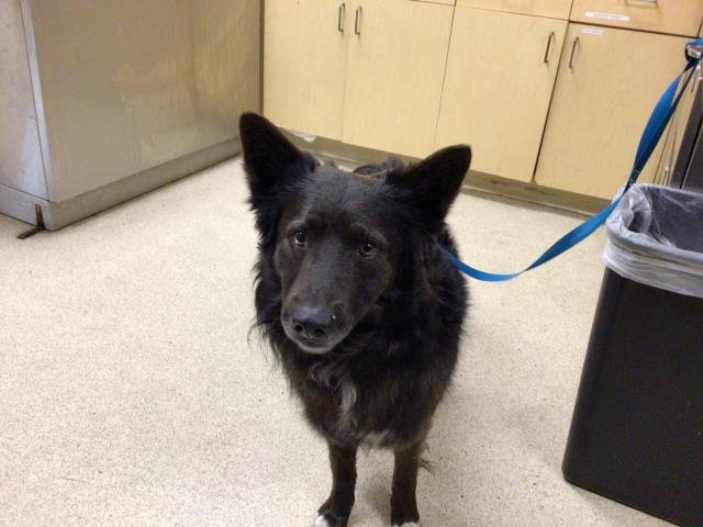 FLYNN - Australian Shepherd available for adoption