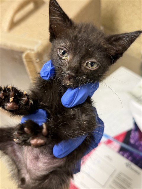 SECRET - Domestic Short Hair available for adoption