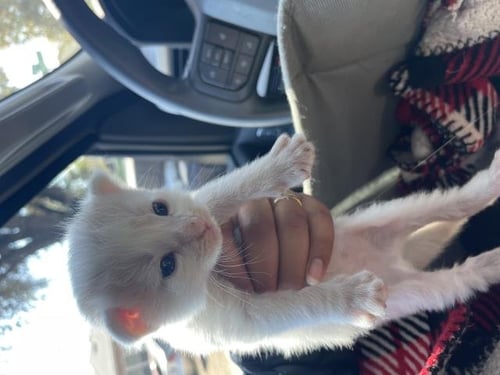 A1934947 - Domestic Short Hair available for adoption