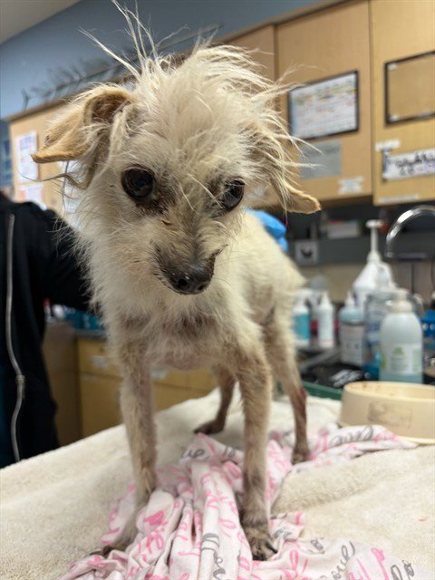 GIZMO Image