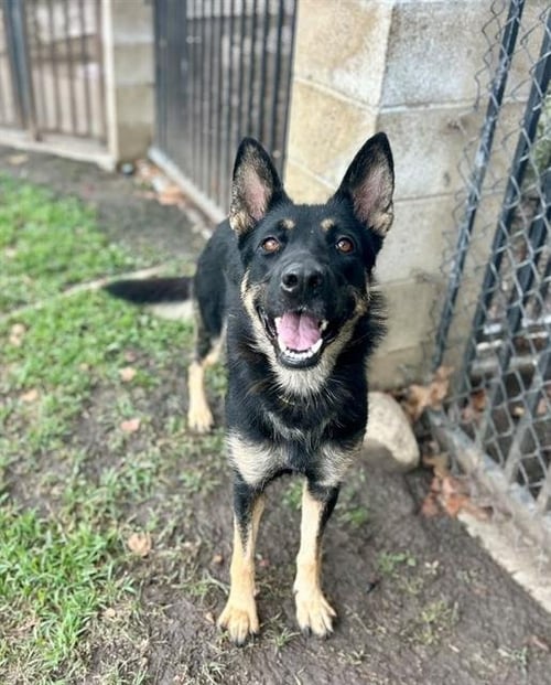 EDNA - German Shepherd Dog available for adoption