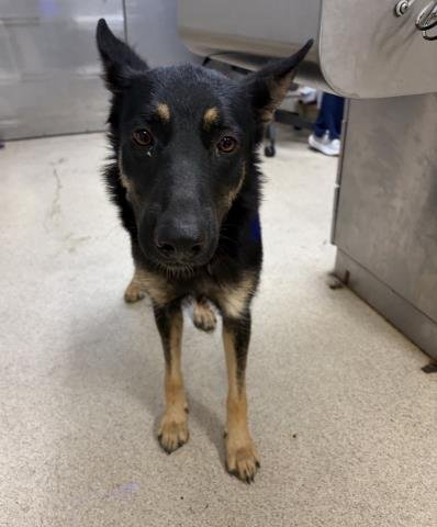 EDNA - German Shepherd Dog available for adoption