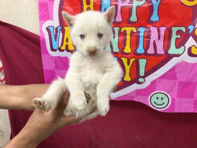 HIMALAYAN - Siberian Husky available for adoption