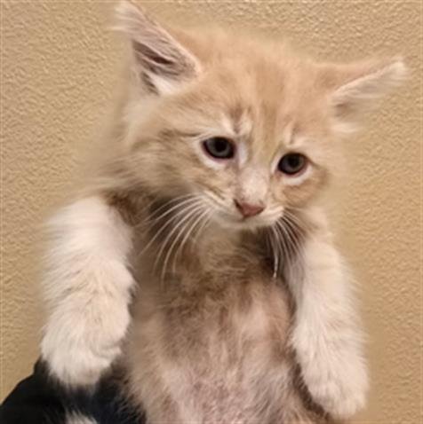 PRINCE - Domestic Short Hair available for adoption