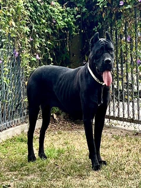 SAUCY - Cane Corso Mastiff / Mastiff available for adoption
