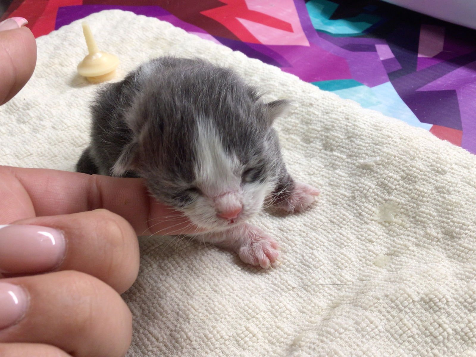 A1899881 - Domestic Short Hair for adoption in Riverside
