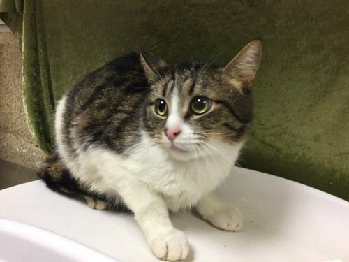 KID - Domestic Short Hair available for adoption