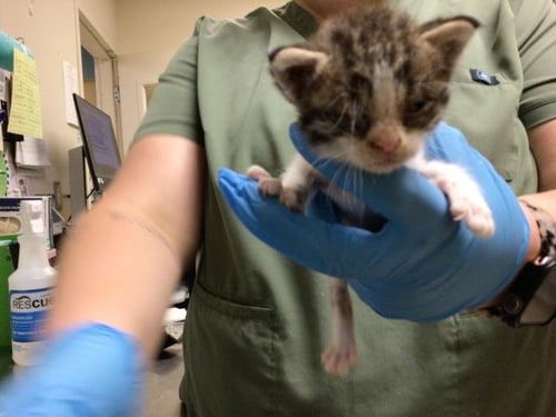 A1936137 - Domestic Short Hair available for adoption