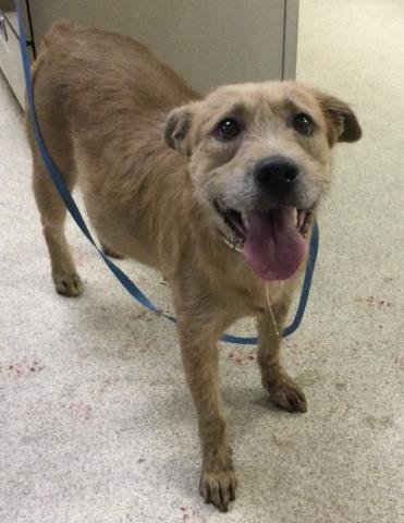 BUTTERCUP - Terrier available for adoption