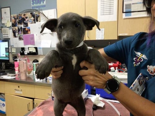 MARIAH - Labrador Retriever / Pit Bull Terrier available for adoption