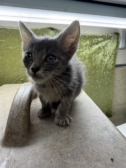 JJ - Domestic Short Hair available for adoption
