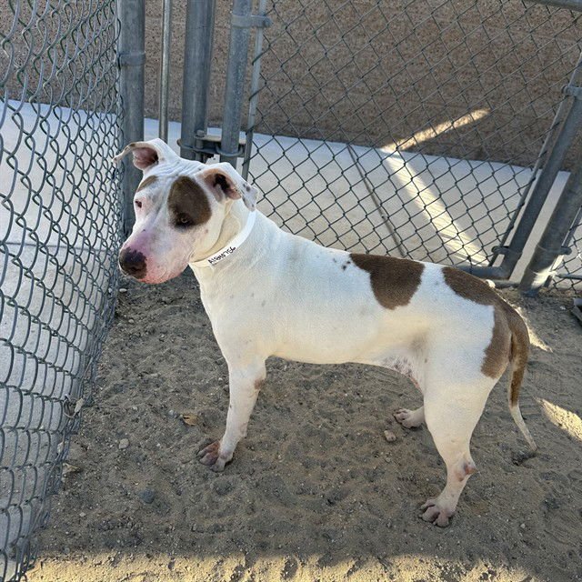 BESSY - Pit Bull Terrier available for adoption