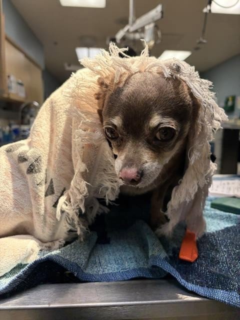 ROSIE ROO - Chihuahua available for adoption