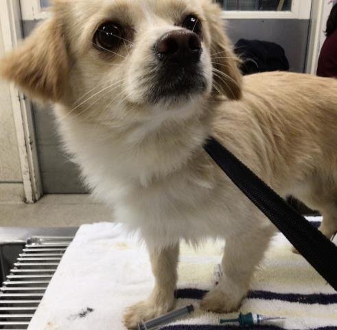 LOXIE - Terrier available for adoption