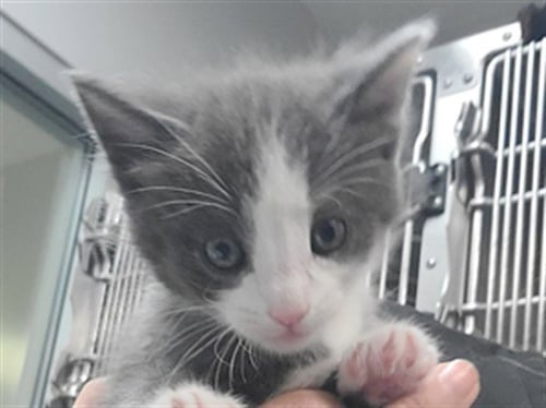 A1912320 - Domestic Short Hair available for adoption