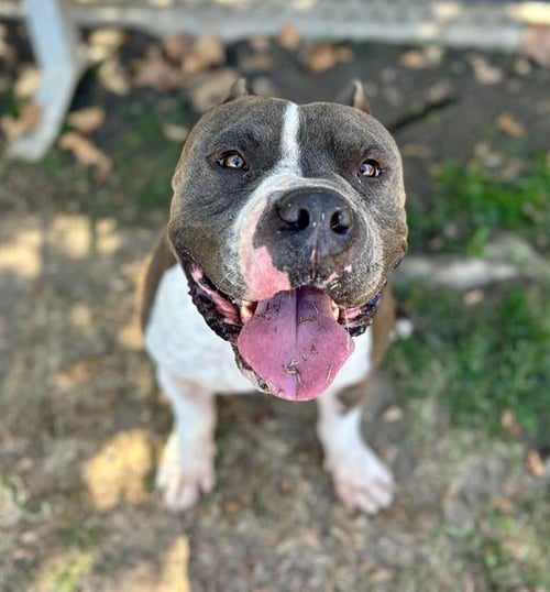 PORK - Pit Bull Terrier available for adoption