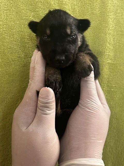 PUMPKIN - German Shepherd Dog available for adoption