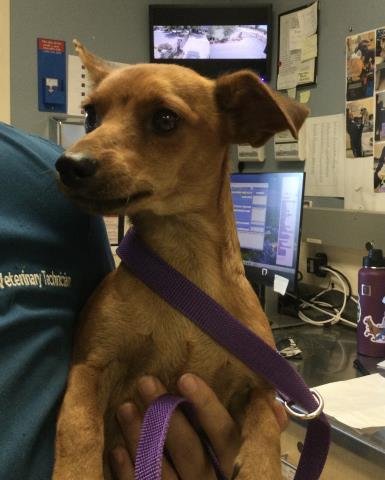 MICKEY - Chihuahua available for adoption