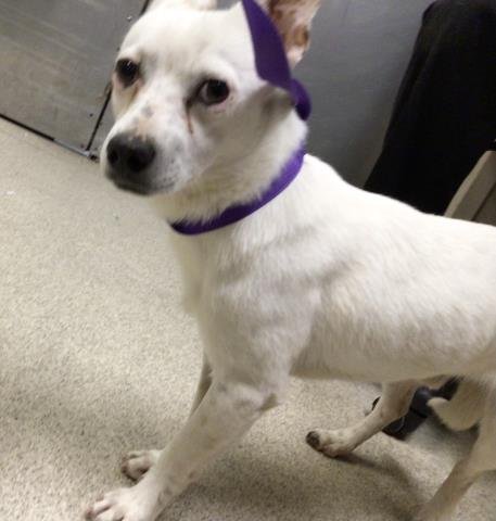 ALVIN - Chihuahua available for adoption
