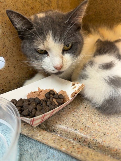 PENELOPE - Domestic Short Hair available for adoption