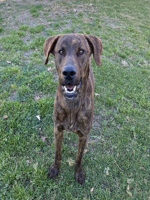 FELIX - Labrador Retriever available for adoption