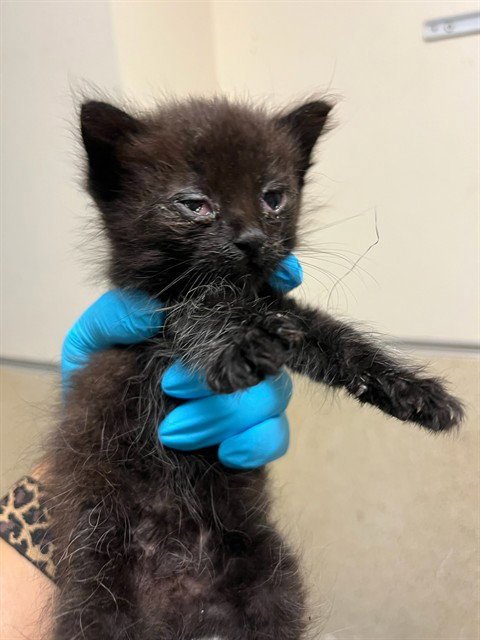 DAIRYQUEEN - Domestic Short Hair available for adoption
