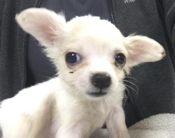 CHANEL - Chihuahua available for adoption