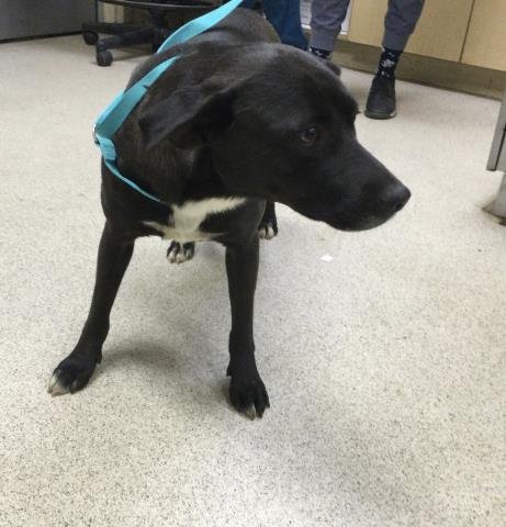 DELTA - Labrador Retriever available for adoption