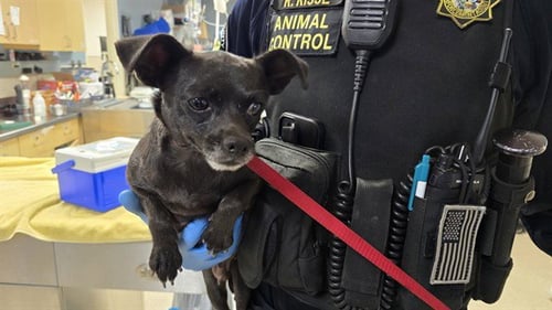 AGNUS - Chihuahua available for adoption