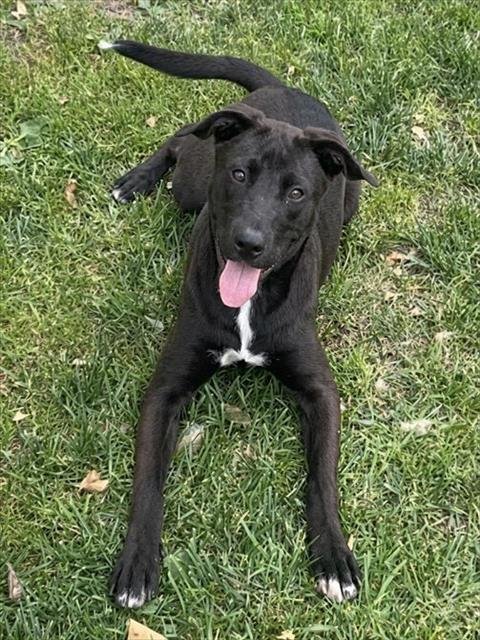 SCARLETT - Pit Bull Terrier available for adoption