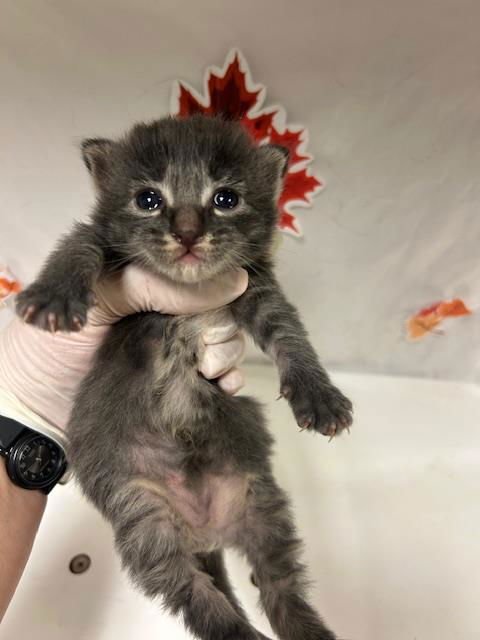 FURY - Domestic Short Hair available for adoption