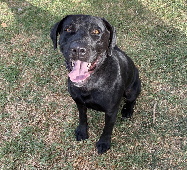 SAMMY Image